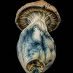 Blue Meanies dried mushroom underside view on black background