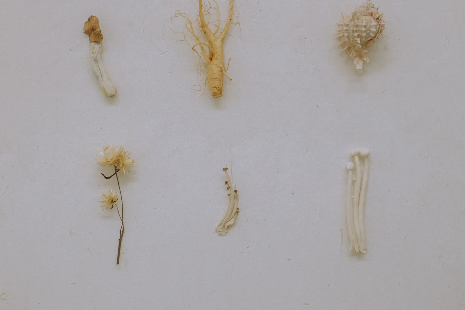 Dried mushrooms laid out in rows on a pale background.